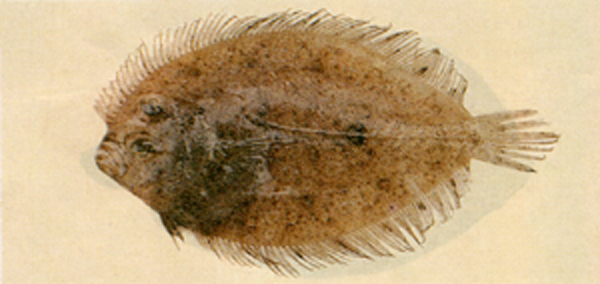 Grammatobothus krempfi