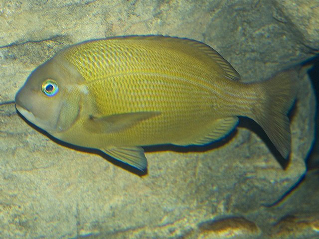 Gymnocrotaphus curvidens