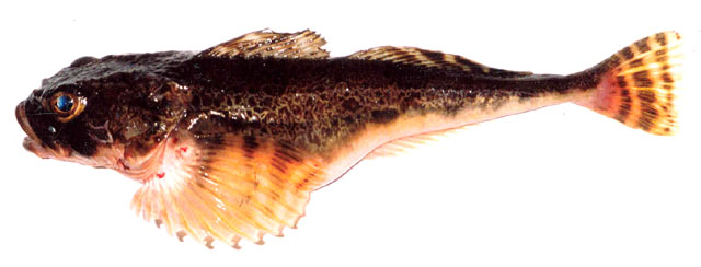 Gymnocanthus detrisus