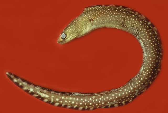 Gymnothorax ocellatus