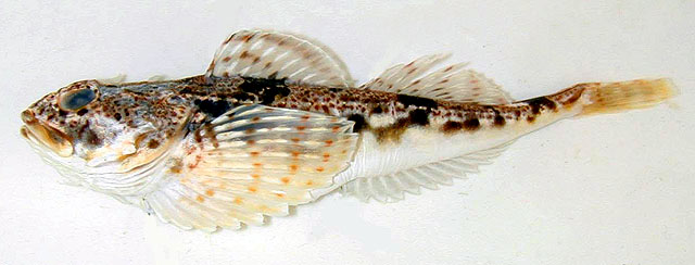 Gymnocanthus tricuspis