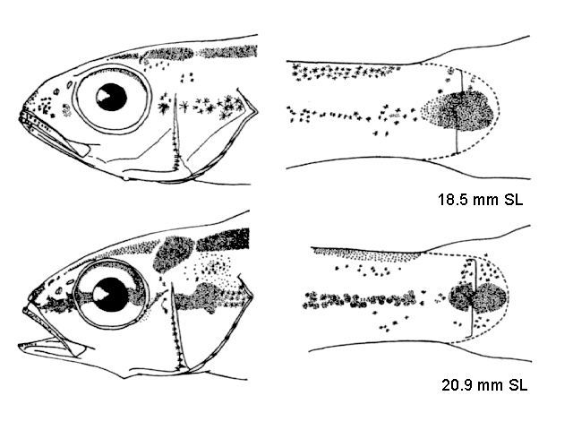 Haemulon aurolineatum