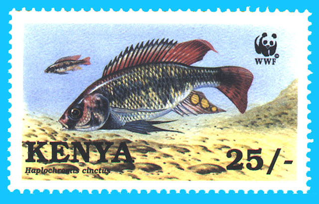 Haplochromis cinctus