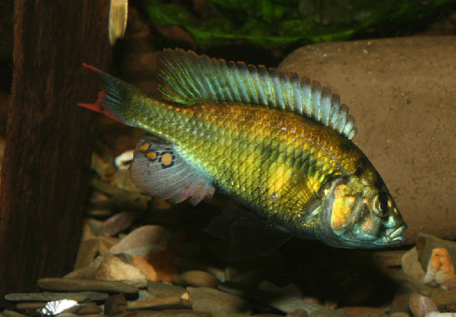 Haplochromis erythromaculatus