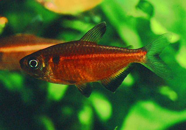 Hemigrammus coeruleus