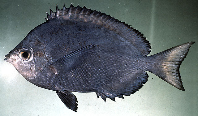 Hemitaurichthys multispinosus