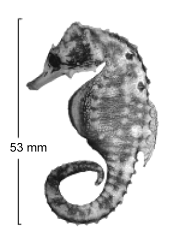Hippocampus planifrons