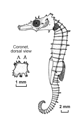 Hippocampus pusillus