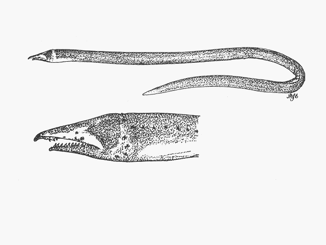 Ichthyapus acuticeps