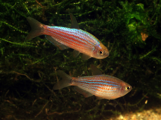Inpaichthys parauapiranga