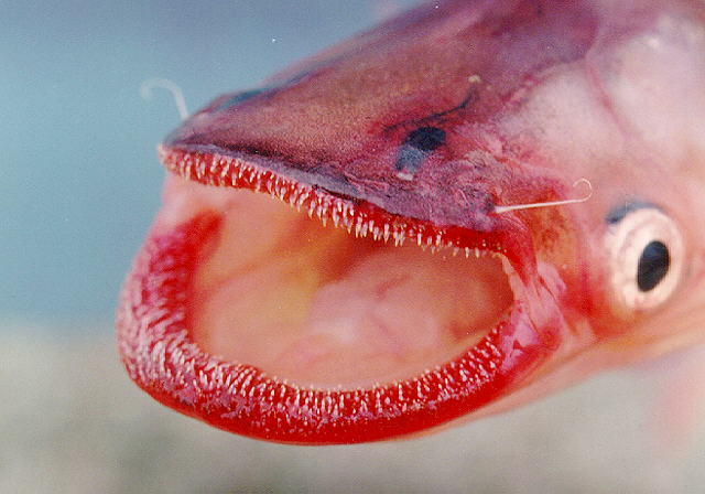 Phalacronotus bleekeri