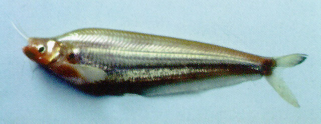 Kryptopterus cheveyi