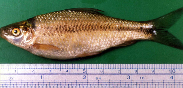 Laang_u2.jpg