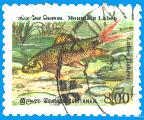 Labeo fisheri