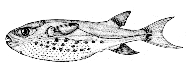 Lagocephalus lagocephalus