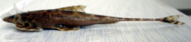 Lepturichthys fimbriatus