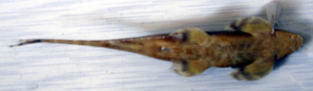 Lepturichthys fimbriatus