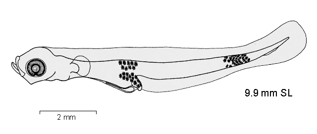Lepidonotothen squamifrons