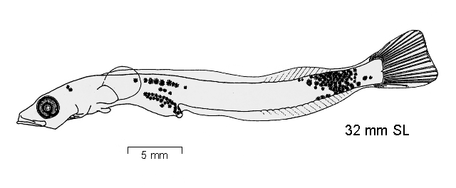 Lepidonotothen squamifrons