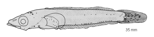 Nototheniops larseni