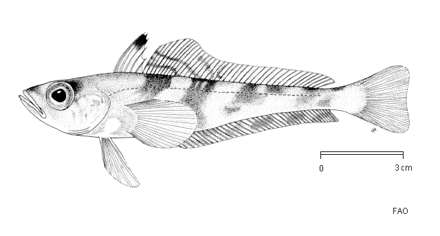 Nototheniops larseni