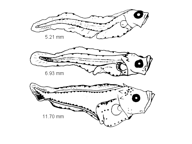 Lepidorhombus whiffiagonis