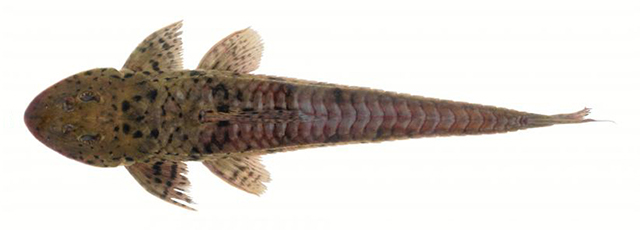 Loricariichthys brunneus