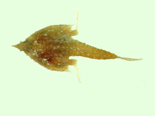 Malthopsis lutea