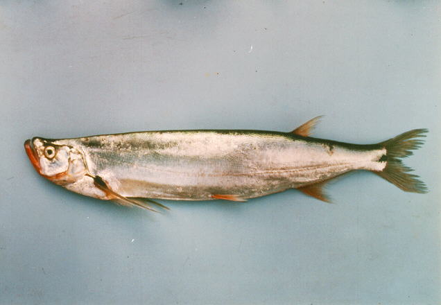 Macrochirichthys macrochirus