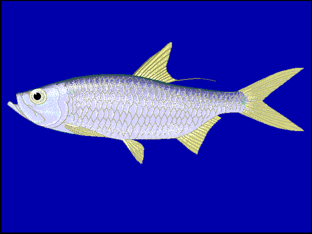 Megalops cyprinoides