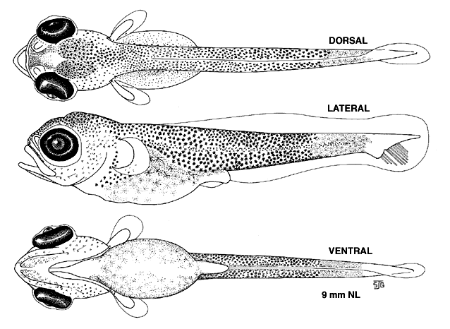 Micropterus dolomieu