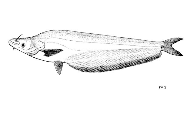 Phalacronotus micronemus