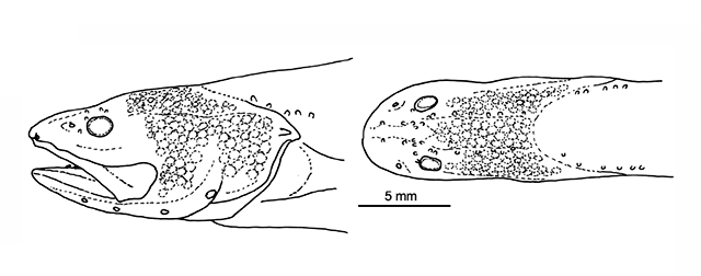 Microbrotula punicea