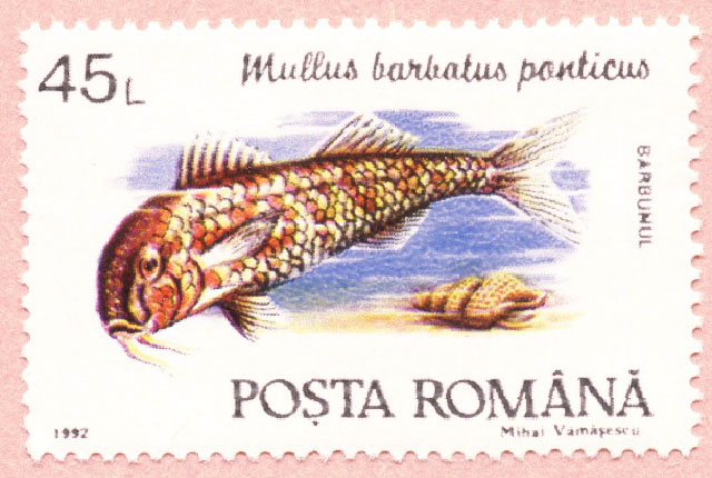 Mullus ponticus
