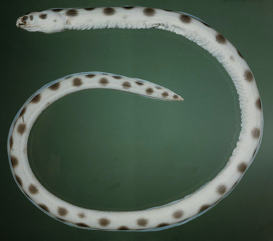 Myrichthys maculosus