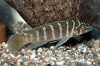 Neolamprologus cylindricus