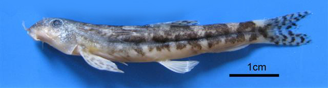 Oxynoemacheilus hamwii