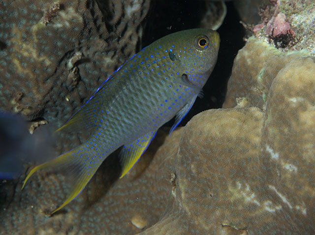 Neopomacentrus nemurus