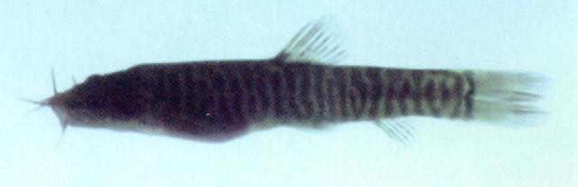 Nemacheilus platiceps