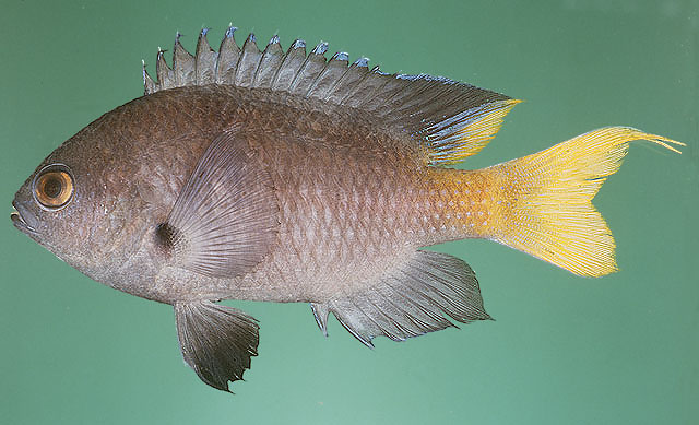 Neopomacentrus sindensis