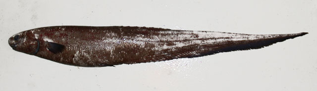 Notacanthus chemnitzii
