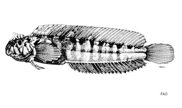 Omobranchus mekranensis