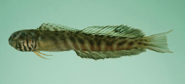 Omobranchus obliquus