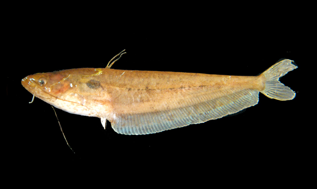 Ompok siluroides