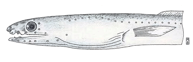 Ophichthus apachus
