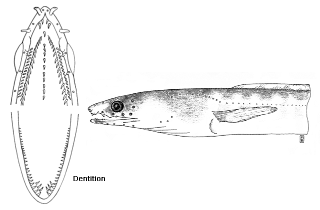 Ophichthus mecopterus