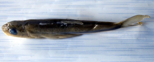 Oreoglanis macroptera