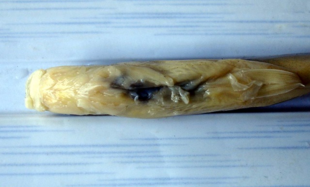 Oreoglanis macroptera
