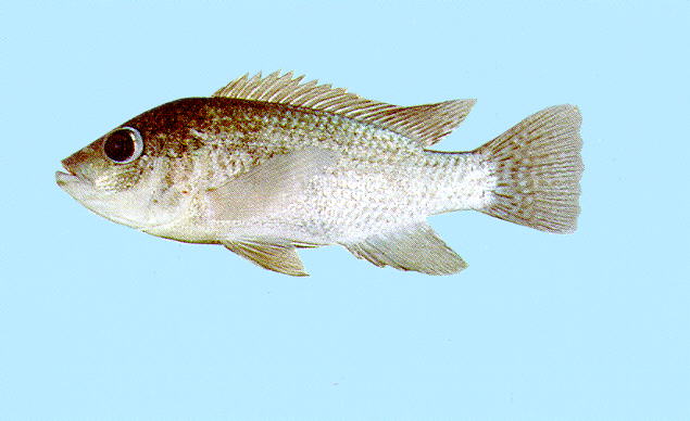 Oreochromis mossambicus