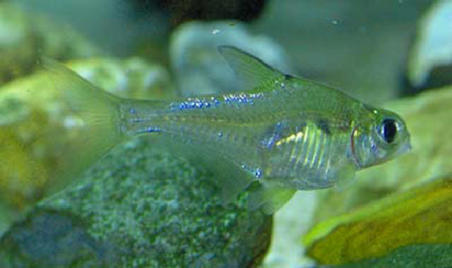 Osteobrama cotio